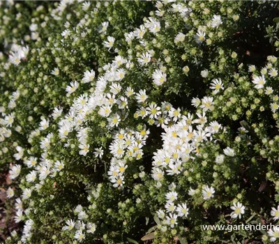 Garten-Teppich-Aster 'Snow Flurry' Garten-Teppich-Aster 'Snow Flurry'