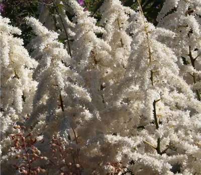 Garten-Prachtspiere 'Deutschland' Garten-Prachtspiere 'Deutschland'