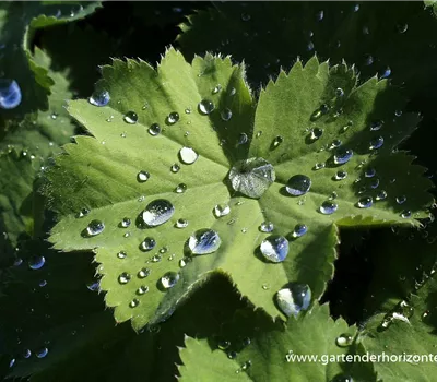 Großblättriger Frauenmantel