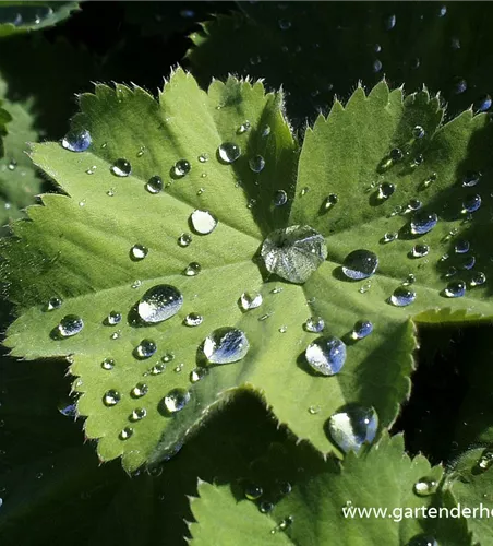 Großblättriger Frauenmantel Großblättriger Frauenmantel