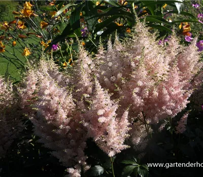 Garten-Prachtspiere 'Europa' Garten-Prachtspiere 'Europa'