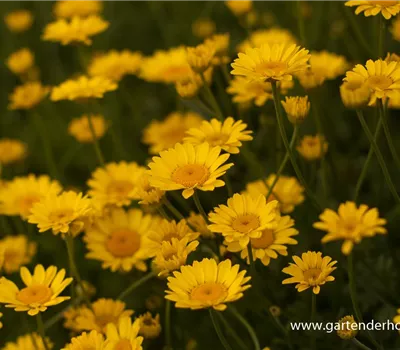 Garten-Färber-Hundskamille 'Dwarf Form'