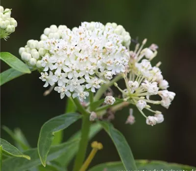 Garten-Seidenpflanze 'Ice Ballet'