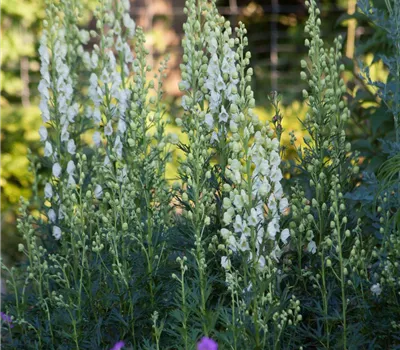 Garten-Eisenhut 'Schnewittchen'