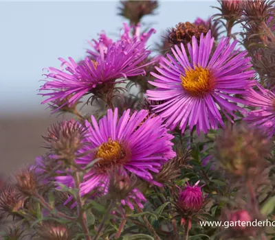 Garten-Raublatt-Aster 'Abendsonne'