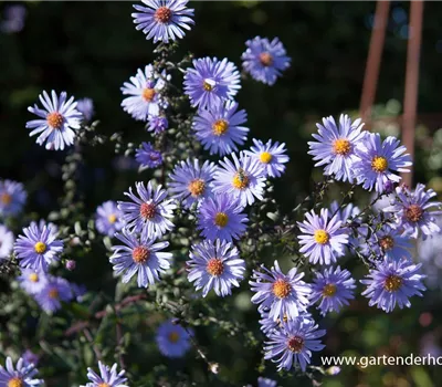 Glatte Garten-Aster 'Calliope'