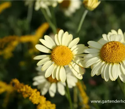 Garten-Färber-Hundskamille 'E.C. Buxton'