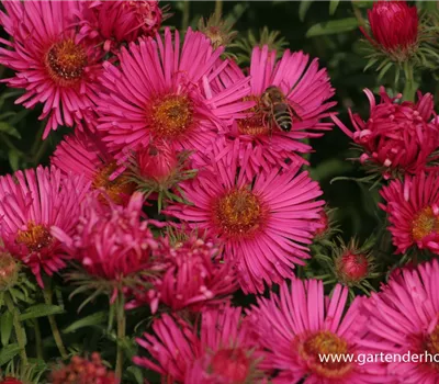 Garten-Raublatt-Aster 'Alma Pötschke'