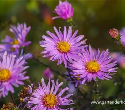 Glatte Aster