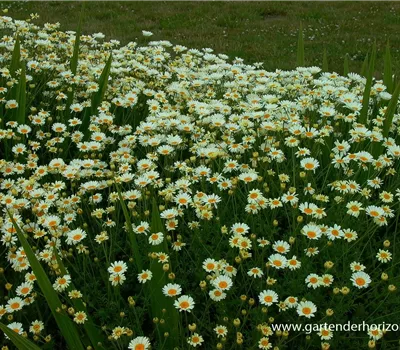 Helle Färberkamille 'Sauce Hollandaise'