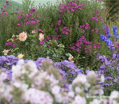 Raublatt-Aster Raublatt-Aster