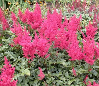 Garten-Prachtspiere 'Montgomery'