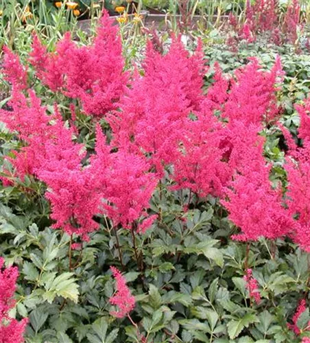 Garten-Prachtspiere 'Montgomery' Garten-Prachtspiere 'Montgomery'