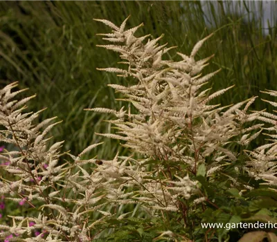 Kleiner Geißbart 'Federbusch'