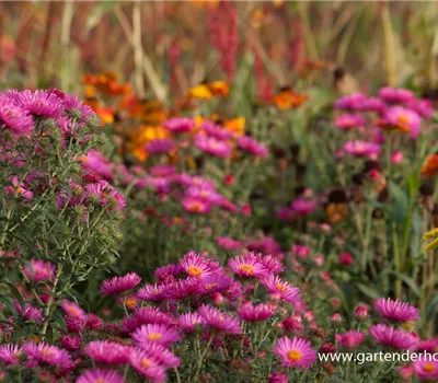 Garten-Raublatt-Aster 'Lachsglut'