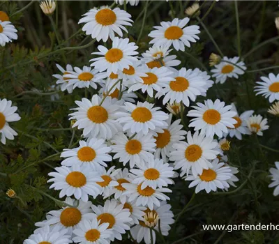 Garten-Färber-Hundskamille 'Tetworth'