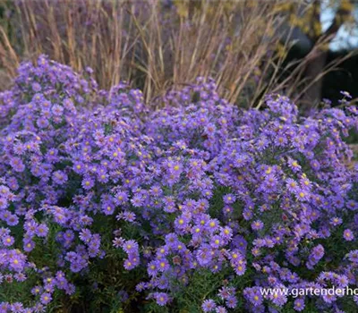 Glattblatt-Aster Glattblatt-Aster