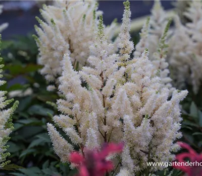 Prachtspiere 'Younique White'®