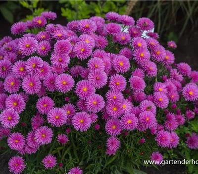 Garten-Kissen-Aster 'Peter Harrison'