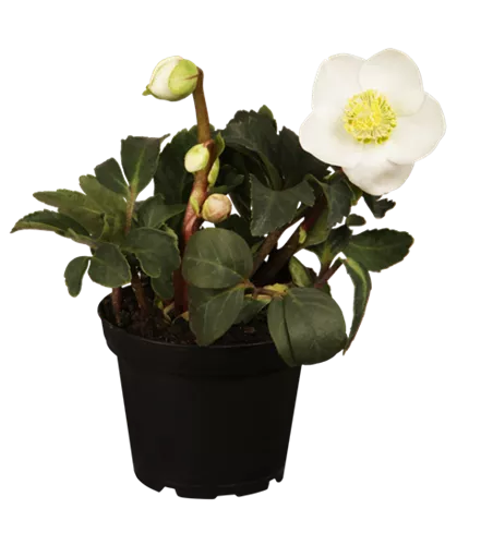 Helleborus niger Early Star'