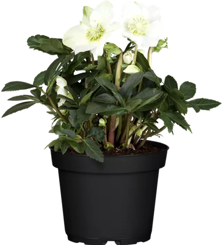 Helleborus 'Lucia' (White Star) 