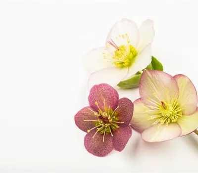 Helleborus 'Angel Glow' rosa