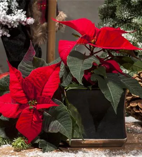 Euphorbia pulcherrima