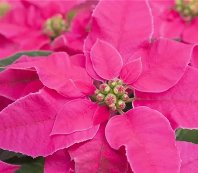 Euphorbia 'Princettia' Euphorbia 'Princettia'