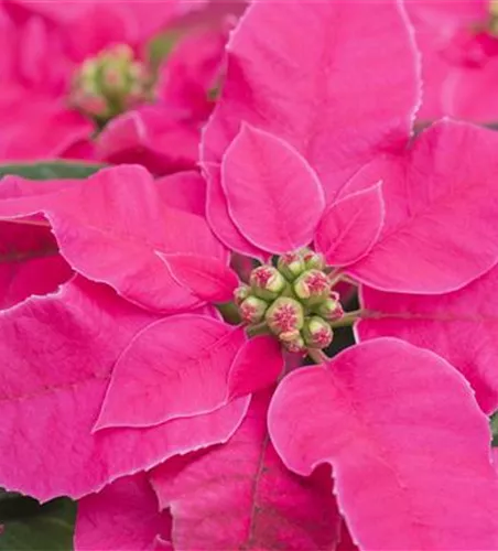 Euphorbia 'Princettia'