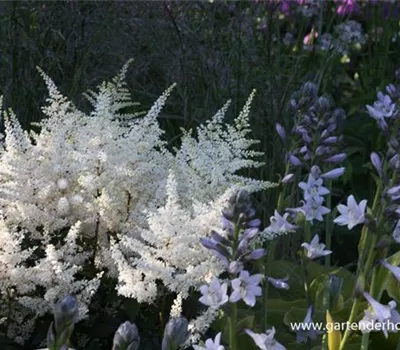 Garten-Prachtspiere 'Washington' Garten-Prachtspiere 'Washington'