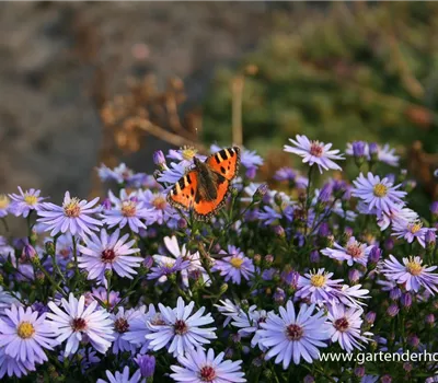 Kissen-Aster Kissen-Aster