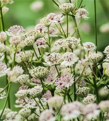 Astrantia major Astrantia major
