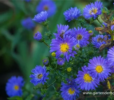 Garten-Glattblatt-Aster 'Pyramide' Garten-Glattblatt-Aster 'Pyramide'