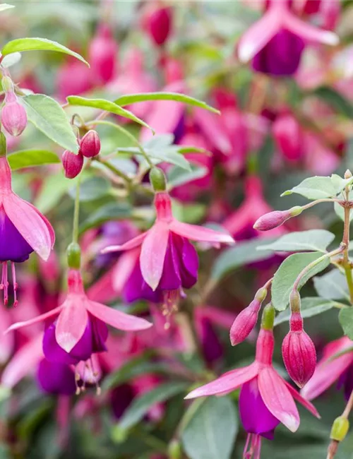 Fuchsien als Blickfang