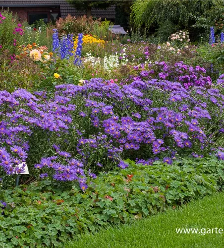 Garten-Sommer-Aster 'Blue King'