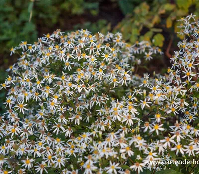 Sperrige Aster Sperrige Aster