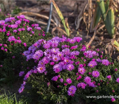 Garten-Kissen-Aster 'Rosenwichtel'