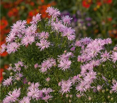 Garten-Glattblatt-Aster 'Rosenquarz' Garten-Glattblatt-Aster 'Rosenquarz'