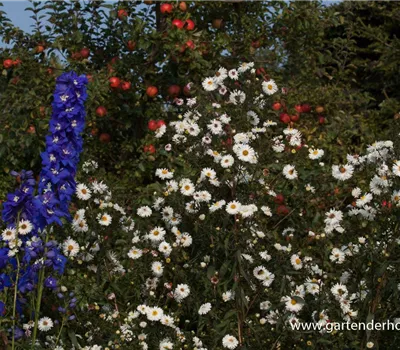 Garten-Glattblatt-Aster 'Schneekuppe' Garten-Glattblatt-Aster 'Schneekuppe'