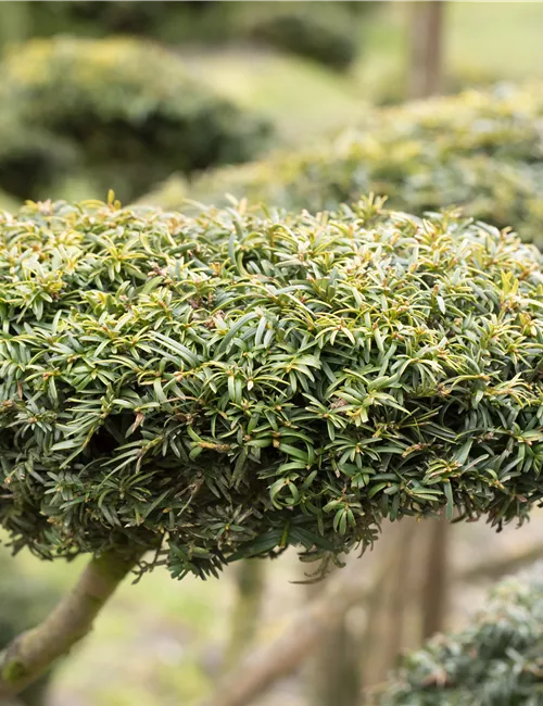 Koniferen schmücken das ganze Jahr