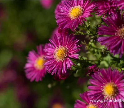 Garten-Glattblatt-Aster 'Crimson Brocade' Garten-Glattblatt-Aster 'Crimson Brocade'
