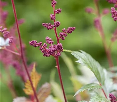 Arends Garten-Prachtspiere 'Fanal'