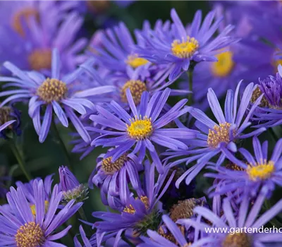 Sommer-Aster 'Jungfrau' Sommer-Aster 'Jungfrau'