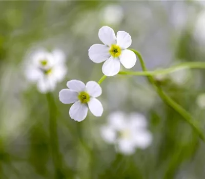 Androsace i.S., rosarot