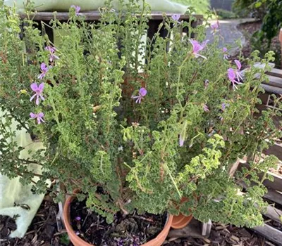 Pelargonium 'Crispum minor' Pelargonium 'Crispum minor'