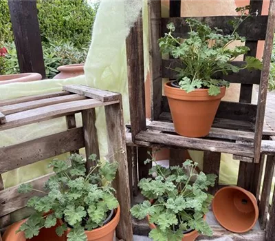 Pelargonium 'Fragrans' Pelargonium 'Fragrans'