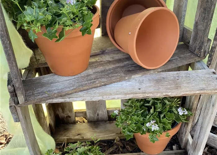 Pelargonium peltatum 'Regines Schöne'