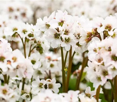 Bergenia cordifolia i.S.