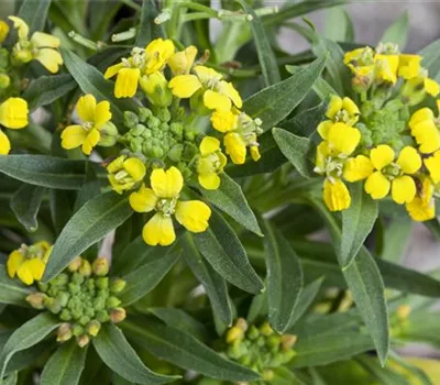 Erysimum cheiri