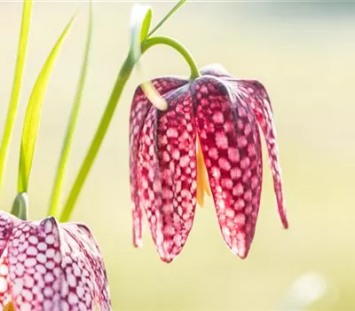 Fritillaria meleagris